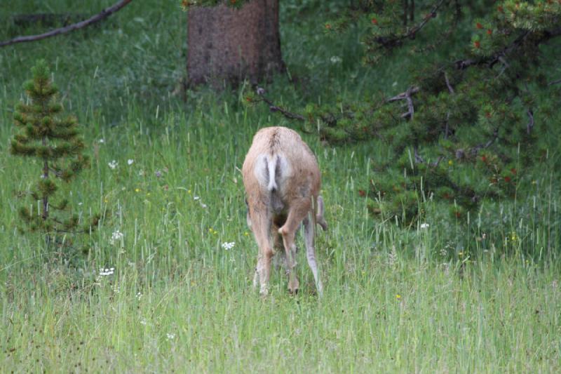 2009-08-04 16:18:58 ** Deer, Yellowstone National Park ** 