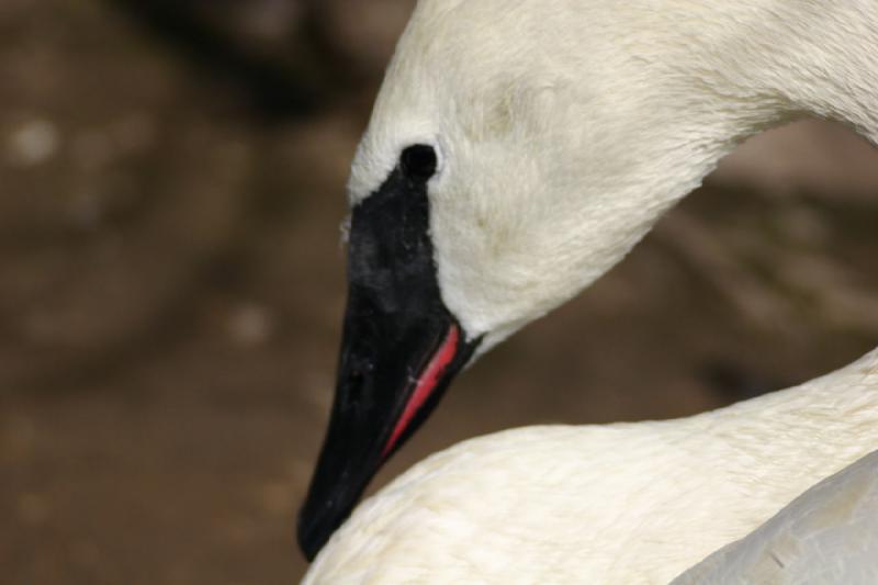 2007-03-11 15:24:46 ** Utah, Zoo ** Schwan.