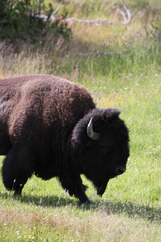 2009-08-05 09:31:51 ** Bison, Yellowstone National Park ** 