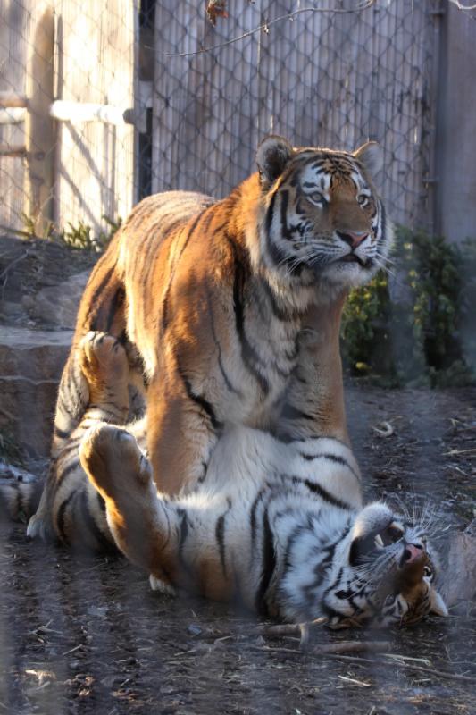 2011-01-23 16:40:22 ** Tiger, Utah, Zoo ** 