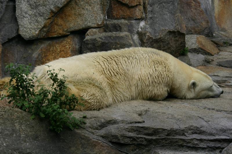 2005-08-24 14:21:15 ** Berlin, Deutschland, Zoo ** Eisbär.