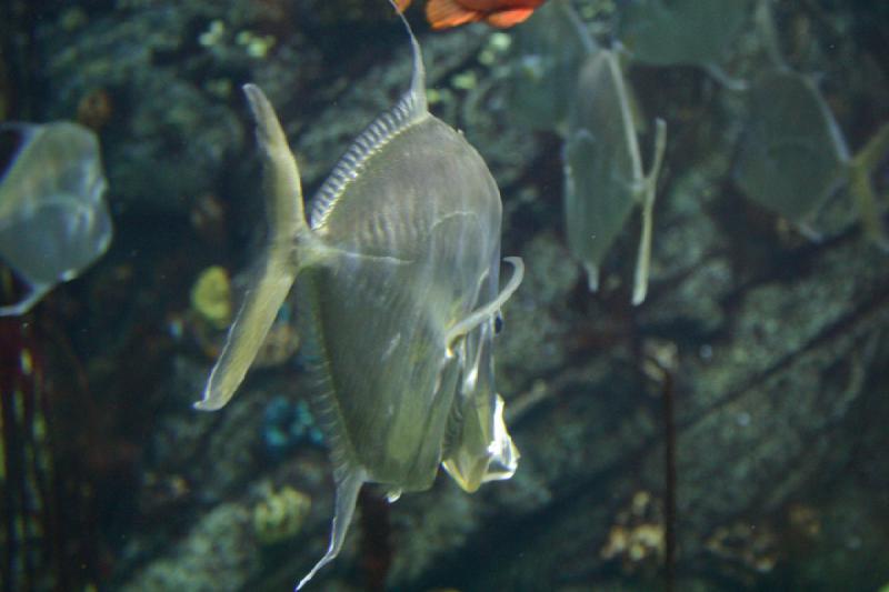 2007-10-13 12:28:16 ** Aquarium, Kalifornien, Zoo ** Flacher Fisch mit sehr knochig aussehendem Kopf.