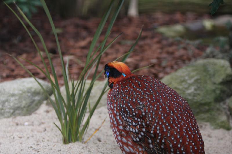 2010-04-13 15:21:09 ** Deutschland, Walsrode, Zoo ** 