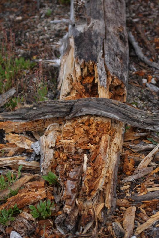 2009-08-02 15:11:31 ** Yellowstone National Park ** An old tree that probably serves as food to insects now.