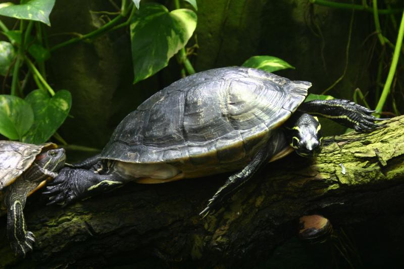 2005-08-25 14:56:29 ** Berlin, Germany, Zoo ** Turtles.