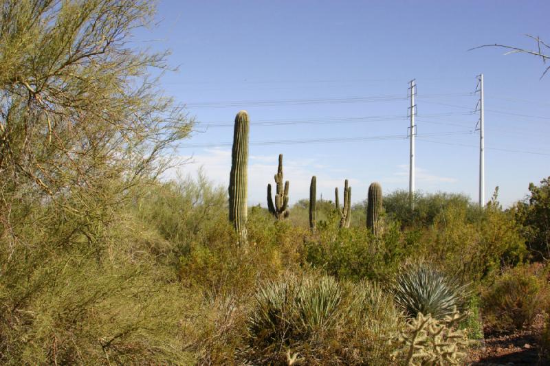 2007-10-27 14:11:12 ** Botanischer Garten, Kaktus, Phoenix ** Saguaro-Kakteen und Hochspannungsleitungen.