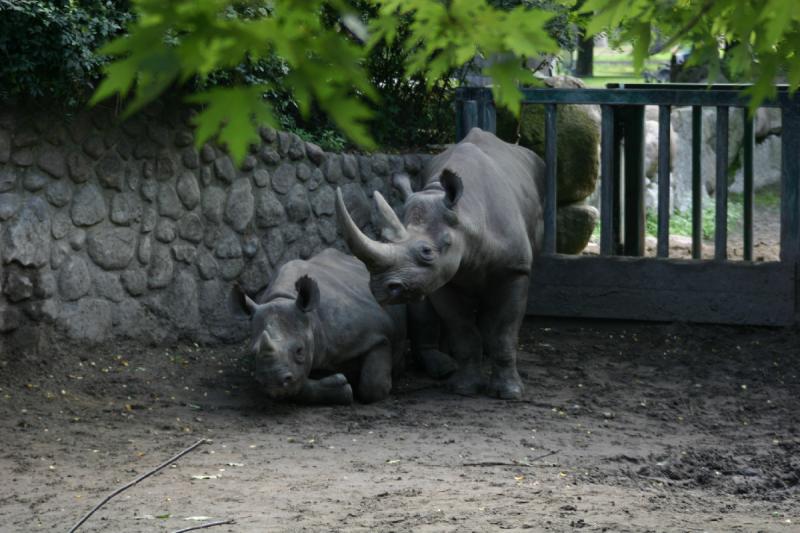 2005-08-24 13:06:10 ** Berlin, Deutschland, Zoo ** Spitzmaulnashorn oder Schwarzes Nashorn.