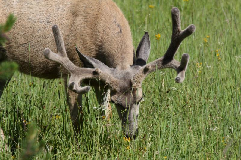 2009-08-05 09:00:17 ** Deer, Yellowstone National Park ** 