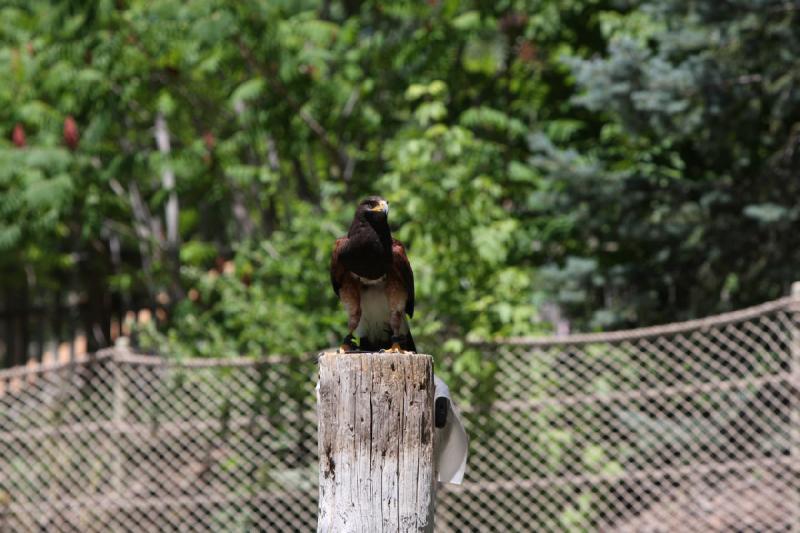 2011-07-15 13:03:46 ** Utah, Zoo ** 