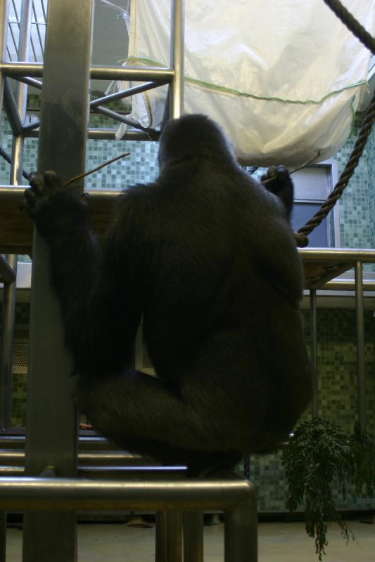 2005-08-24 17:39:17 ** Berlin, Deutschland, Zoo ** Gorilla.