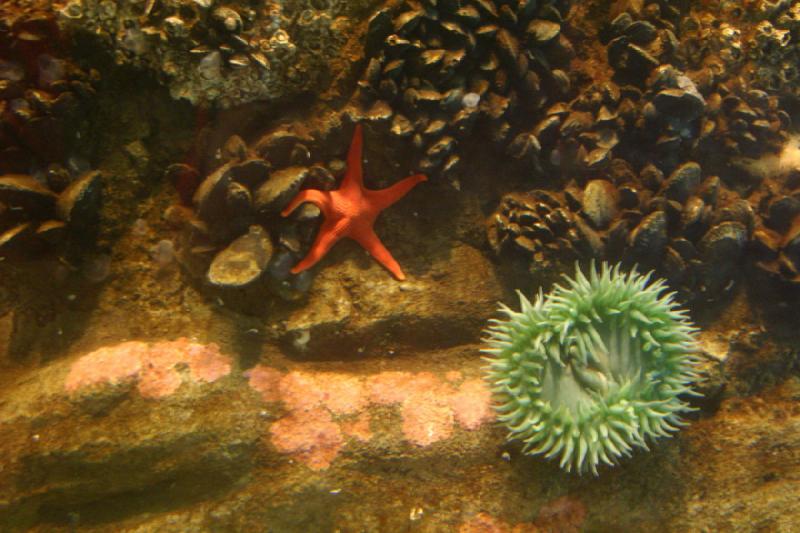 2007-09-01 11:01:12 ** Aquarium, Seattle ** Seestern, Muscheln und Anemone.