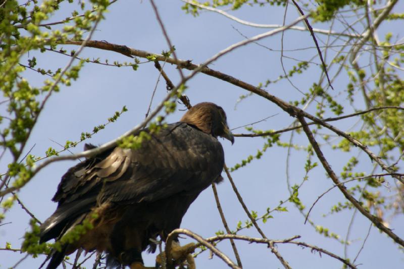 2008-05-04 13:56:22 ** Utah, Zoo ** 