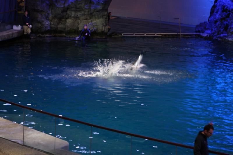 2014-03-12 12:47:23 ** Chicago, Illinois, Shedd Aquarium ** 