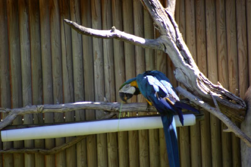 2007-06-18 11:06:18 ** Utah, Zoo ** Ara.