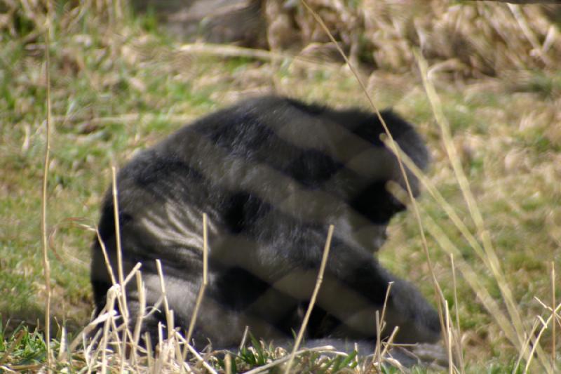 2007-03-11 13:14:02 ** Utah, Zoo ** Affe.