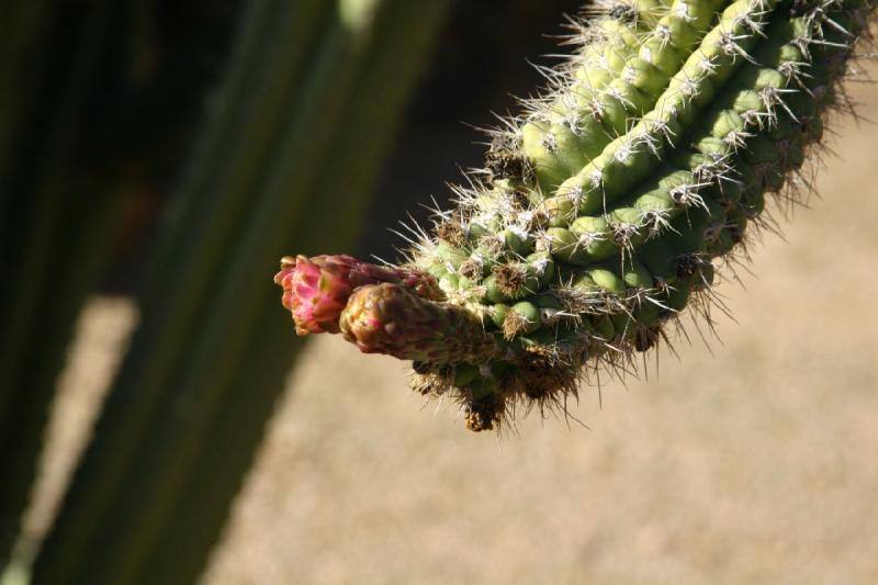 2007-10-27 14:26:34 ** Botanischer Garten, Kaktus, Phoenix ** Blühender Kaktus.