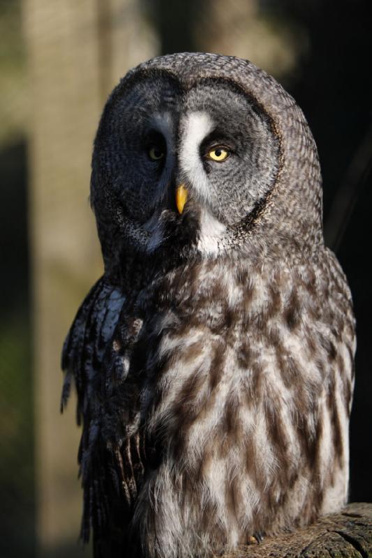 2010-04-13 17:56:15 ** Deutschland, Walsrode, Zoo ** Bartkauz oder Lapplandeule (Strix nebulosa), größte Art der Gatting Strix.