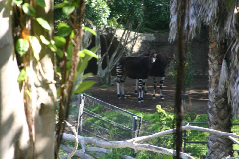 2008-03-20 10:15:00 ** San Diego, Zoo ** Okapi as seen from the bus. Better photos follow.