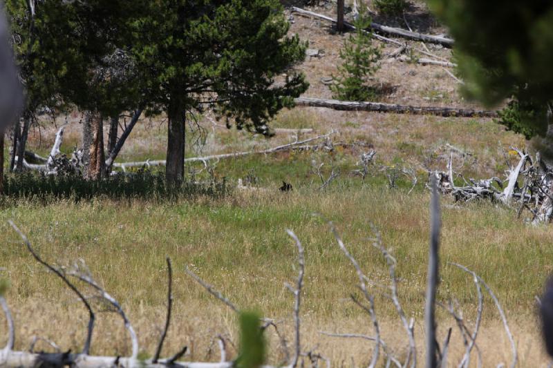 2008-08-15 13:21:28 ** Yellowstone Nationalpark ** 