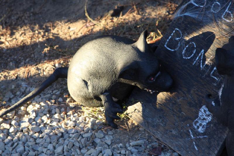 2008-10-25 17:54:36 ** Utah ** Große Ratte.