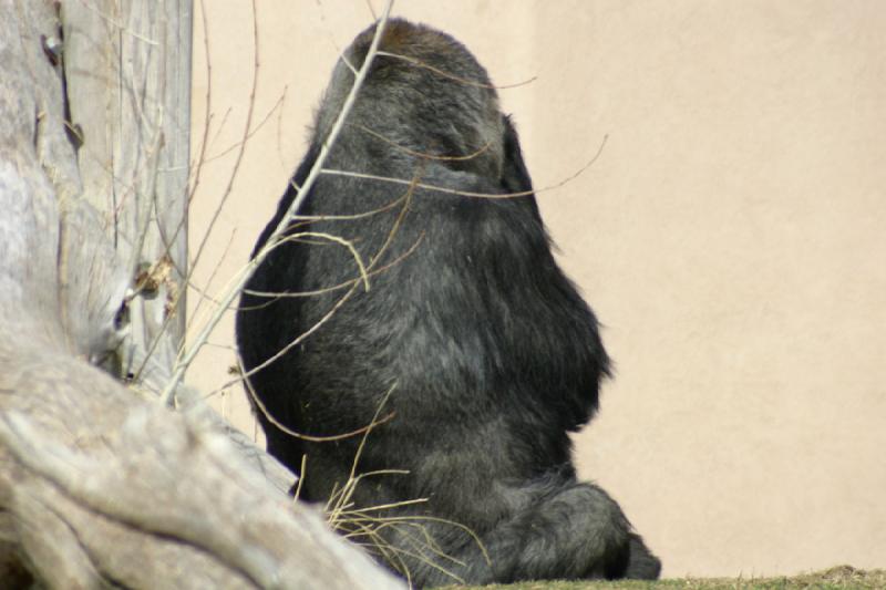 2007-03-11 13:31:42 ** Utah, Zoo ** Gorilla.