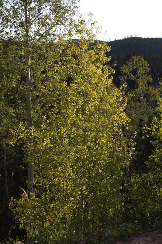 2010-08-20 19:24:36 ** Uinta Mountains ** 