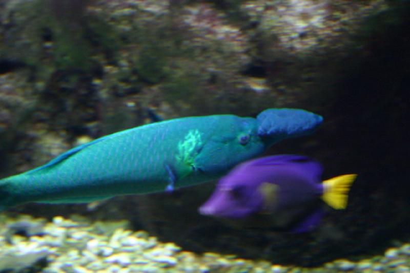 2006-11-29 12:33:00 ** Aquarium, Berlin, Deutschland, Zoo ** Farbenfrohe Fische. Der blaue Fisch im Hintergrund hat ein sehr gewöhnungsbedürftiges Vorderteil.