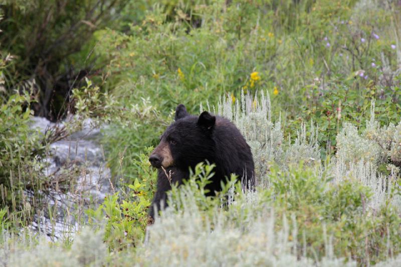 2009-08-05 14:07:58 ** Black Bear, Yellowstone National Park ** 