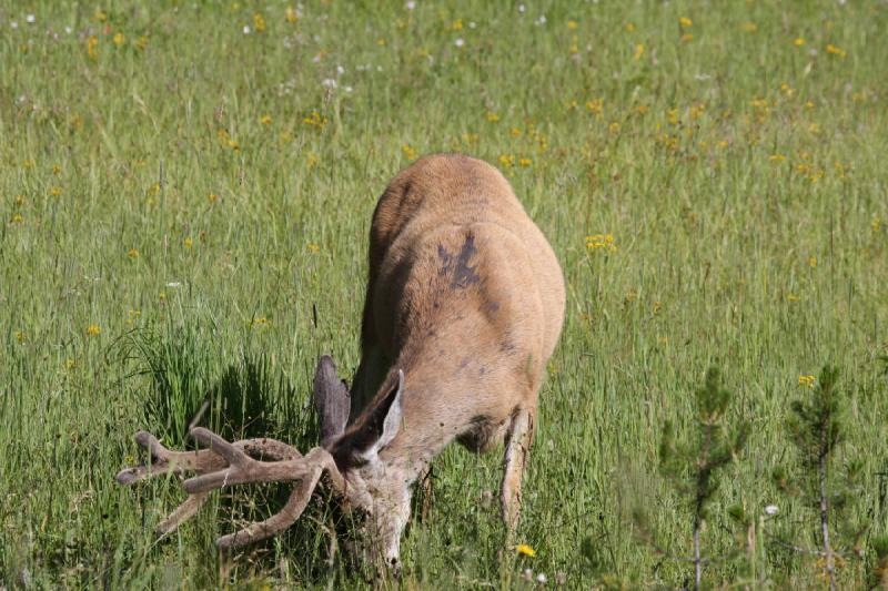 2009-08-05 08:59:38 ** Deer, Yellowstone National Park ** 