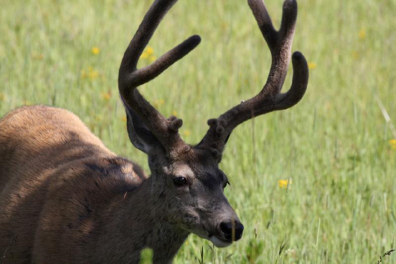 2009-08-05 09:00:39 ** Deer, Yellowstone National Park ** 