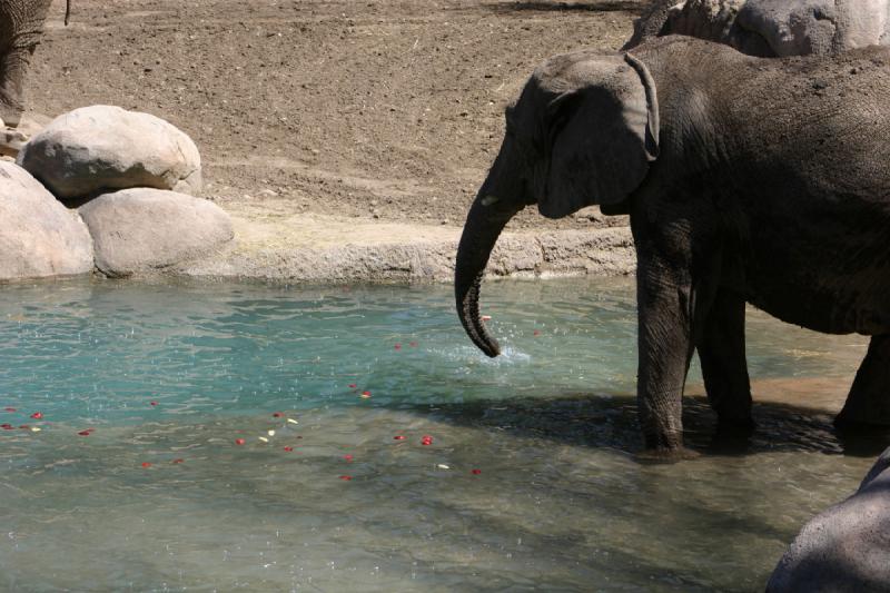 2007-06-18 11:49:44 ** Utah, Zoo ** Die Elefanten sammeln die Äpfel aus dem Wasser.