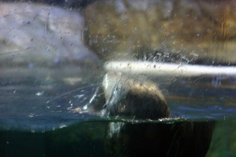 2007-10-13 10:57:22 ** Aquarium, California, Zoo ** Sea otter.