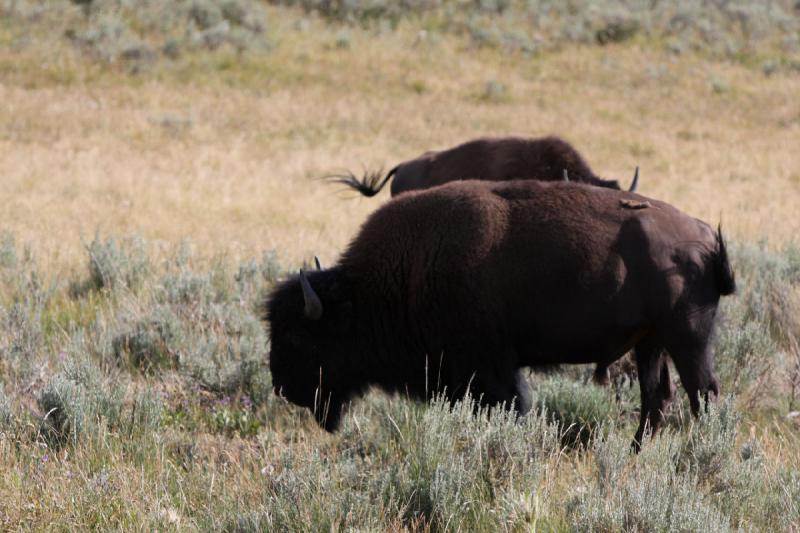 2008-08-15 17:16:30 ** Bison, Yellowstone National Park ** 