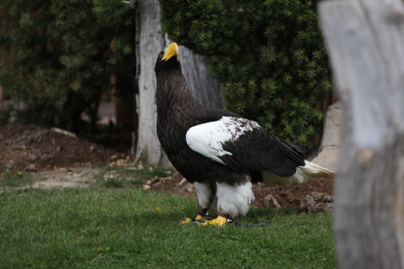 2011-05-07 11:02:14 ** Riesenseeadler, Utah, Zoo ** 