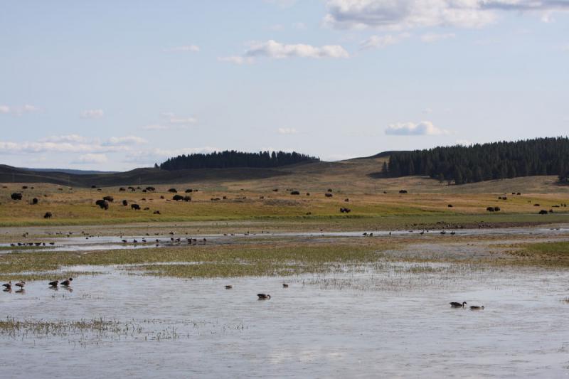 2008-08-15 17:11:22 ** Bison, Yellowstone National Park ** 