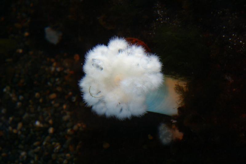 2007-09-01 12:22:12 ** Aquarium, Seattle ** Sea anemone.