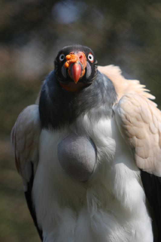 2010-04-13 16:13:00 ** Germany, Walsrode, Zoo ** 