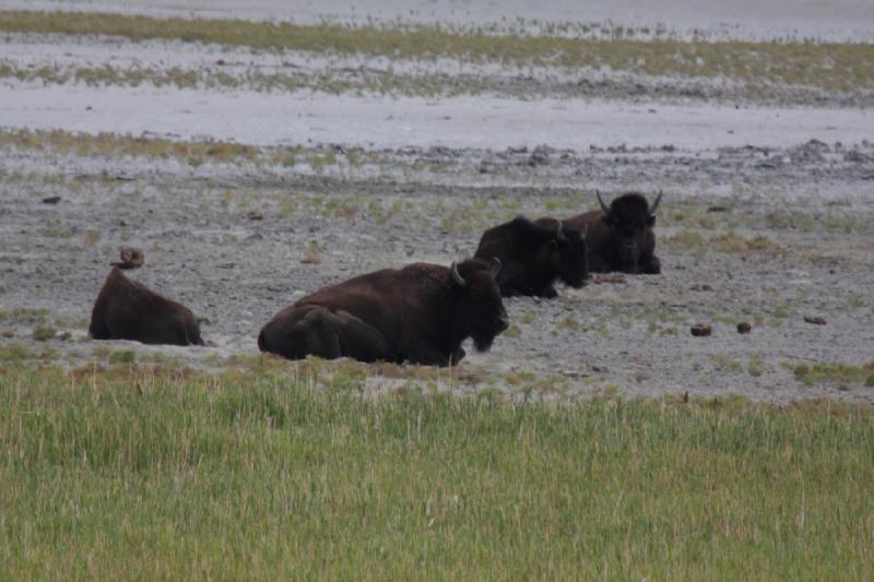 2013-08-24 13:52:33 ** Antelope Island, Bison, Utah ** 