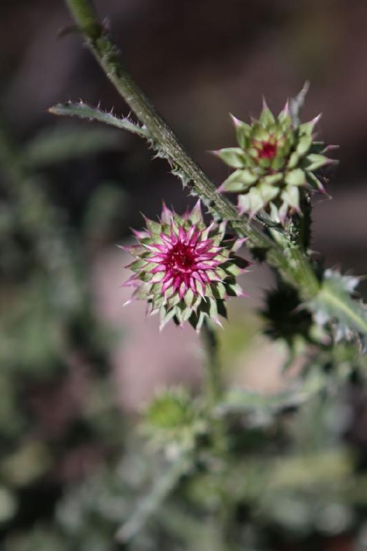 2010-08-21 10:23:16 ** Uinta Mountains ** Thistle.