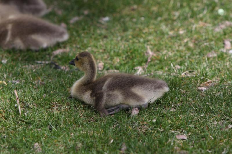 2011-05-07 10:27:24 ** Utah, Zoo ** 