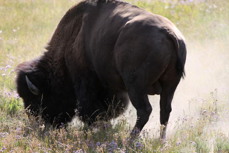 2008-08-15 17:16:40 ** Bison, Yellowstone Nationalpark ** 