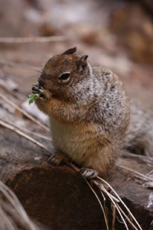 2011-05-29 09:53:20 ** Utah, Zion Nationalpark ** 