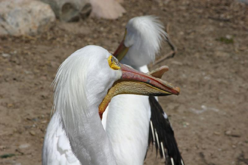 2008-05-04 12:01:04 ** Utah, Zoo ** 