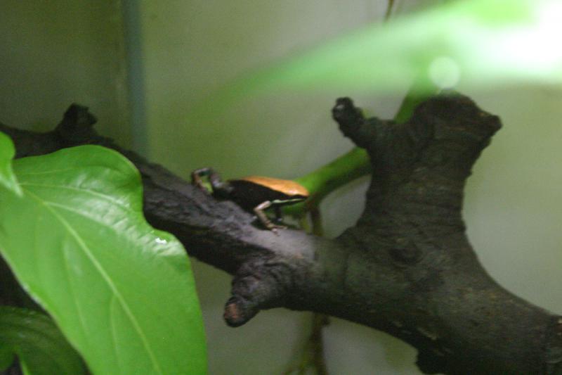 2005-08-25 15:06:19 ** Berlin, Deutschland, Zoo ** Frosch.