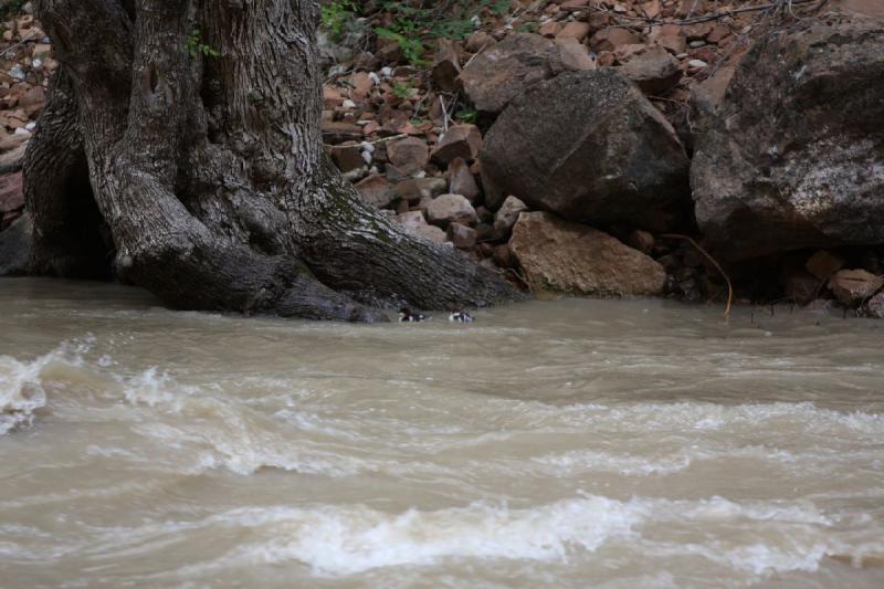 2011-05-29 10:01:17 ** Utah, Zion National Park ** 