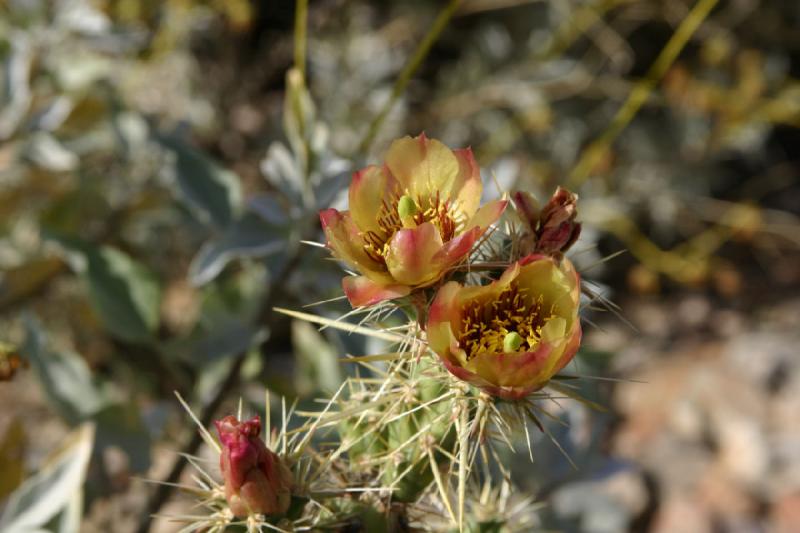 2007-04-14 15:51:12 ** Kaktus, Phoenix, Taliesin West ** Blüte eines Kaktus.