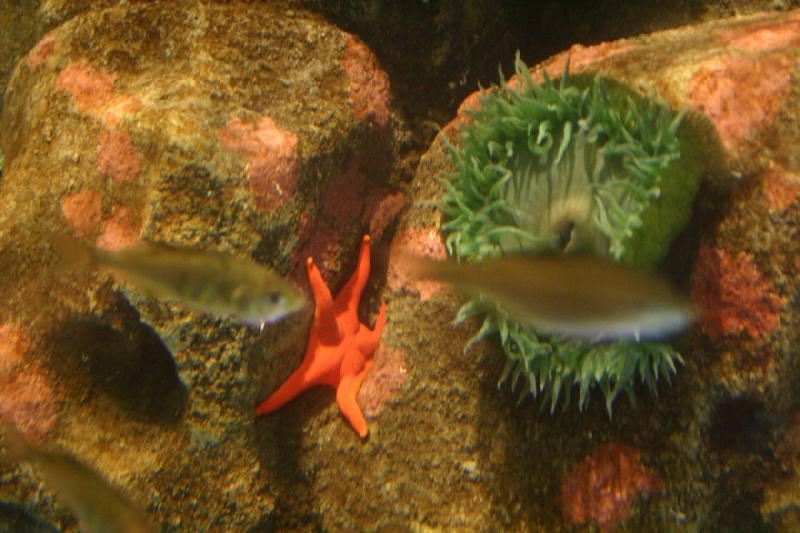 2007-09-01 11:02:22 ** Aquarium, Seattle ** Seestern und Seeanemone.