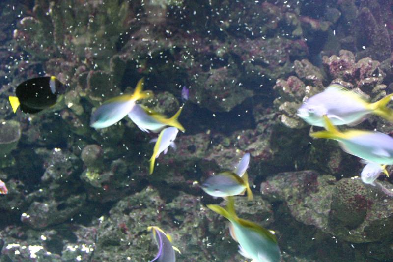 2005-08-25 13:52:58 ** Aquarium, Berlin, Germany, Zoo ** Feeding the wild fish.