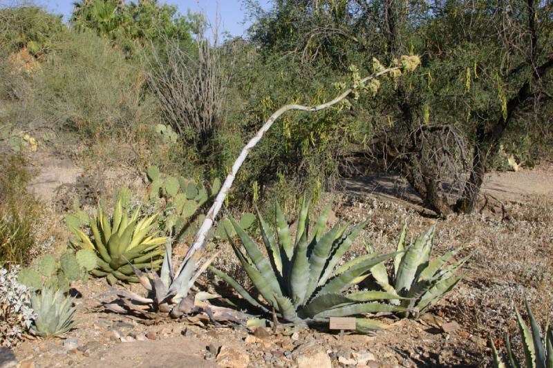 2006-06-17 17:17:30 ** Botanischer Garten, Kaktus, Tucson ** Agave mit Blütenstamm.