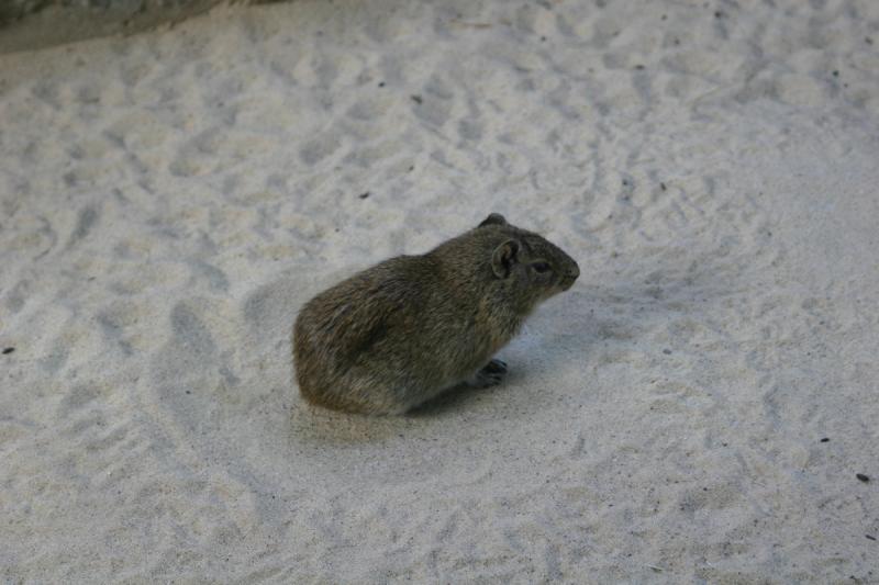 2005-08-24 16:56:12 ** Berlin, Deutschland, Zoo ** Hamster oder etwas ähnliches.